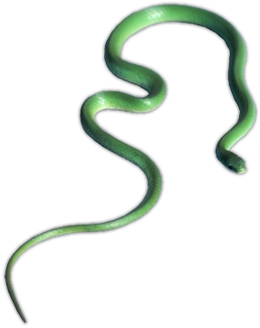 Smooth Green Snake